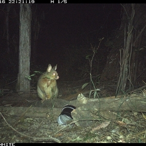 Trichosurus vulpecula (Common Brushtail Possum) at Tanja, NSW - 16 Sep 2024 by Spotswood