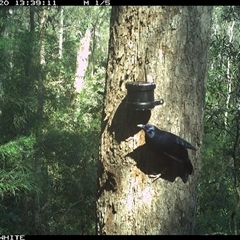 Ptilonorhynchus violaceus (Satin Bowerbird) at Tanja, NSW - 20 Sep 2024 by Spotswood