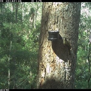 Meliphaga lewinii (Lewin's Honeyeater) at Tanja, NSW - 3 Oct 2024 by Spotswood