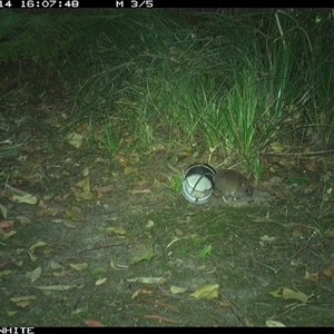 Rattus fuscipes at Tanja, NSW - 14 Oct 2024 by Spotswood