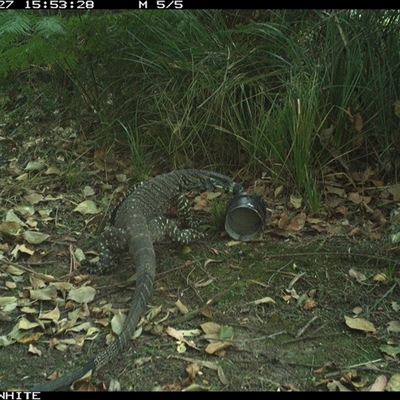 Varanus varius (Lace Monitor) at Tanja, NSW - 27 Oct 2024 by Spotswood