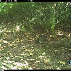 Malurus cyaneus (Superb Fairywren) at Tanja, NSW - 14 Oct 2024 by Spotswood