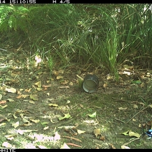 Malurus cyaneus at Tanja, NSW - 14 Oct 2024 by Spotswood