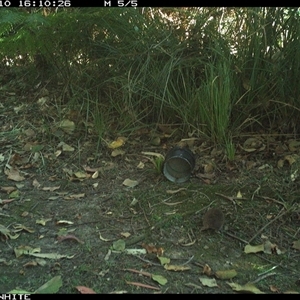 Unverified Antechinus at Tanja, NSW - 10 Oct 2024 by Spotswood