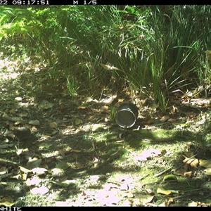 Unverified Antechinus at Tanja, NSW - 22 Oct 2024 by Spotswood