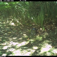 Sericornis frontalis (White-browed Scrubwren) at Tanja, NSW - 6 Oct 2024 by Spotswood