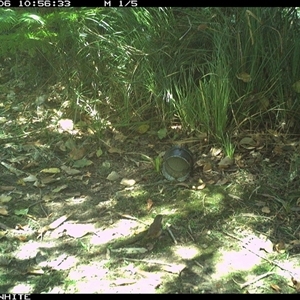 Sericornis frontalis at Tanja, NSW - 6 Oct 2024 by Spotswood