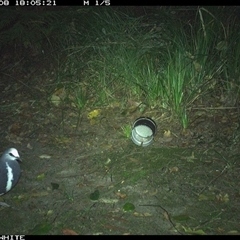 Leucosarcia melanoleuca (Wonga Pigeon) at Tanja, NSW - 8 Oct 2024 by Spotswood
