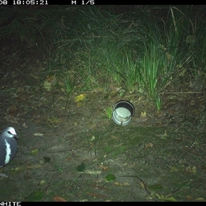 Leucosarcia melanoleuca (Wonga Pigeon) at Tanja, NSW - 8 Oct 2024 by Spotswood