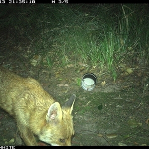 Vulpes vulpes (Red Fox) at Tanja, NSW - 13 Oct 2024 by Spotswood
