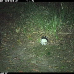 Vombatus ursinus (Common wombat, Bare-nosed Wombat) at Tanja, NSW - 13 Oct 2024 by Spotswood
