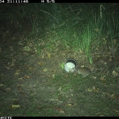 Rattus fuscipes (Bush Rat) at Tanja, NSW - 4 Oct 2024 by Spotswood