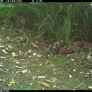 Rattus lutreolus (Swamp Rat) at Tanja, NSW - 5 Oct 2024 by Spotswood