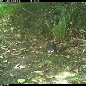 Psophodes olivaceus (Eastern Whipbird) at Tanja, NSW - 7 Oct 2024 by Spotswood