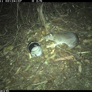 Perameles nasuta (Long-nosed Bandicoot) at Tanja, NSW - 11 Nov 2024 by Spotswood
