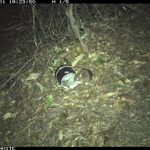 Rattus rattus at Tanja, NSW - 1 Nov 2024 by Spotswood