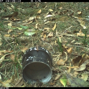 Strepera graculina at Tanja, NSW - 27 Nov 2024 by Spotswood