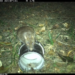 Rattus rattus at Tanja, NSW - 23 Nov 2024 by Spotswood