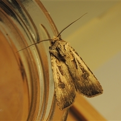 Agrotis munda (Brown Cutworm) at Conder, ACT - 28 Aug 2024 by MichaelBedingfield