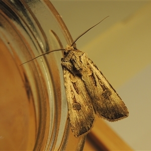 Agrotis munda (Brown Cutworm) at Conder, ACT - 28 Aug 2024 by MichaelBedingfield