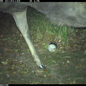 Cervus unicolor at Tanja, NSW - 25 Oct 2024 by Spotswood