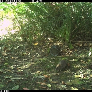 Unverified Mammal at Tanja, NSW - 11 Oct 2024 by Spotswood
