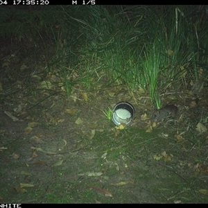Unverified Mammal at Tanja, NSW - 4 Oct 2024 by Spotswood