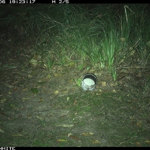 Unverified Mammal at Tanja, NSW - 6 Oct 2024 by Spotswood