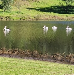 Pelecanus conspicillatus (Australian Pelican) at The Oaks, NSW - Today by AlexAv65