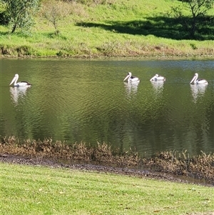 Pelecanus conspicillatus (Australian Pelican) at The Oaks, NSW - Today by AlexAv65