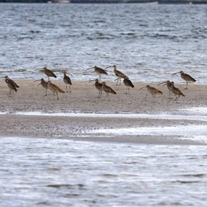 Limosa lapponica at Welsby, QLD - 19 May 2025 by jb2602