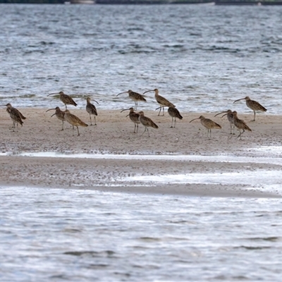 Limosa lapponica at Welsby, QLD - 19 May 2025 by jb2602