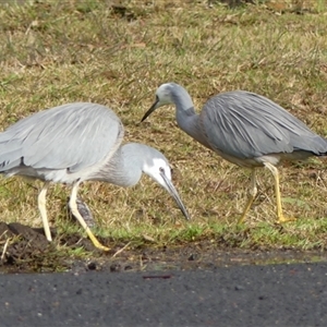 Egretta novaehollandiae (White-faced Heron) at Braemar, NSW - Yesterday by Curiosity