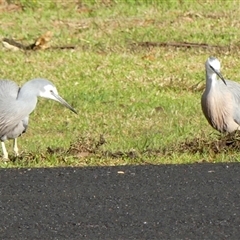 Egretta novaehollandiae at Braemar, NSW - 4 Jun 2025 08:42 AM
