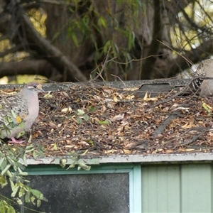 Phaps chalcoptera (Common Bronzewing) at Braemar, NSW - 25 May 2025 by Curiosity