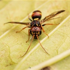 Unverified Potter wasp (Vespidae, Eumeninae) at North Narooma, NSW - 1 Jun 2025 by JonSteinbeck