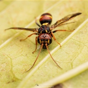 Unverified Potter wasp (Vespidae, Eumeninae) at North Narooma, NSW - 1 Jun 2025 by JonSteinbeck