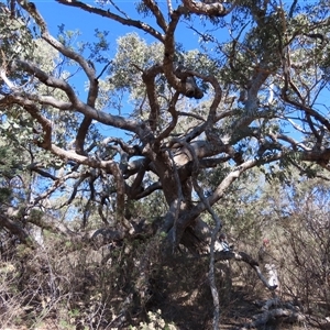 Eucalyptus nortonii at Carwoola, NSW - Yesterday by SandraH