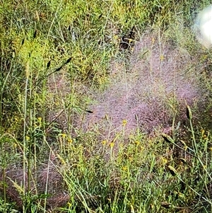 Unverified Grass at Broke, NSW - 31 May 2025 by RoyP