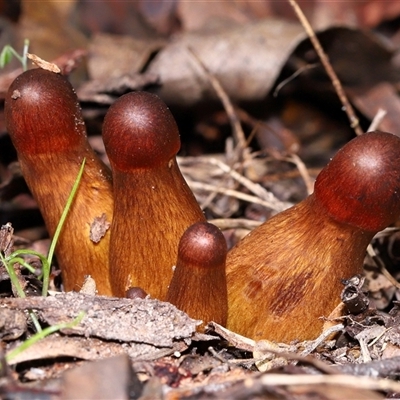 Unverified Fungus at Paddys River, ACT - 4 Jun 2025 by TimL