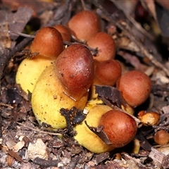 Unverified Fungus at Paddys River, ACT - 4 Jun 2025 by TimL