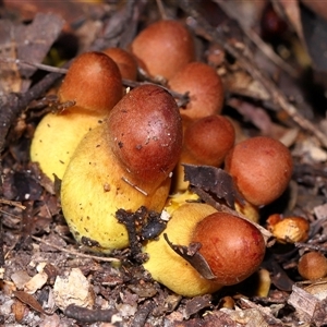 Unverified Fungus at Paddys River, ACT - Yesterday by TimL