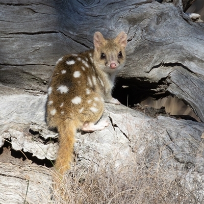 Dasyurus viverrinus (Eastern Quoll) by rawshorty