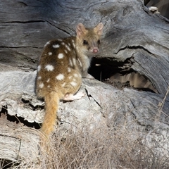 Dasyurus viverrinus at Forde, ACT - suppressed