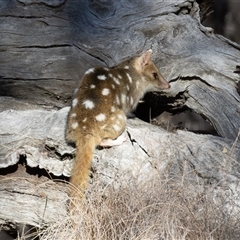 Dasyurus viverrinus at Forde, ACT - suppressed