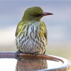 Oriolus sagittatus (Olive-backed Oriole) at Symonston, ACT - 5 Jun 2025 by rawshorty