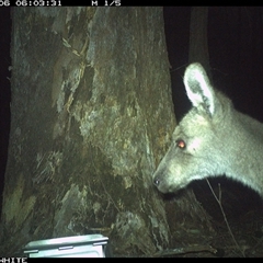 Macropus giganteus at Murrah, NSW - 6 Sep 2024 06:03 AM