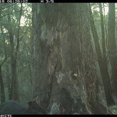 Wallabia bicolor (Swamp Wallaby) at Murrah, NSW - 19 Sep 2024 by AP