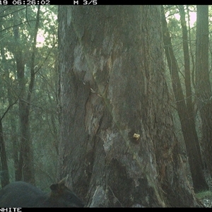 Wallabia bicolor at Murrah, NSW - 19 Sep 2024 by AP