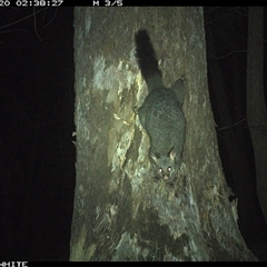 Trichosurus vulpecula (Common Brushtail Possum) at Murrah, NSW - 20 Sep 2024 by AP